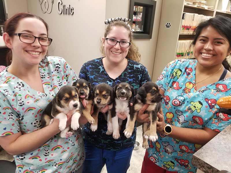 Richmond Pet Hospital | animal hospital in Richmond Richmond Pet Hospital | animal hospital in Richmond
