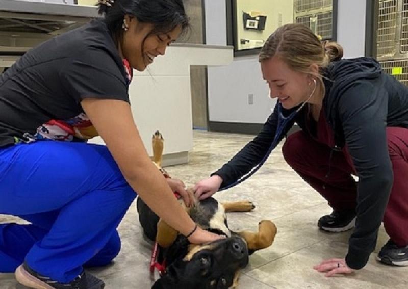 Richmond Veterinary Clinic Richmond veterinarians